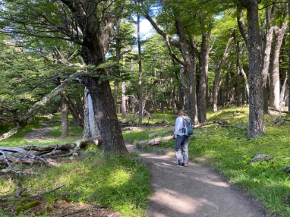 The trail then winds through a gorgeous Lenga forest.