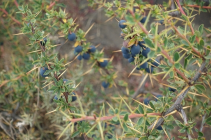 A closeup of some Calafate along the road. The Calafate berries grow everywhere around here, are very tart, and remind me of a&ccedil;ai berries. They also make for an amazing mixed drink called Calafate Sour.