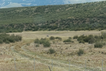 A Rhea along the road. These are big flightless birds related to the ostrich and emu. They're pretty cool looking.