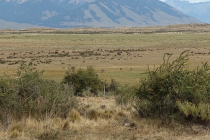 A small flock of Rheas.