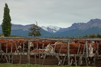 I hope these guys aren't on the menu.