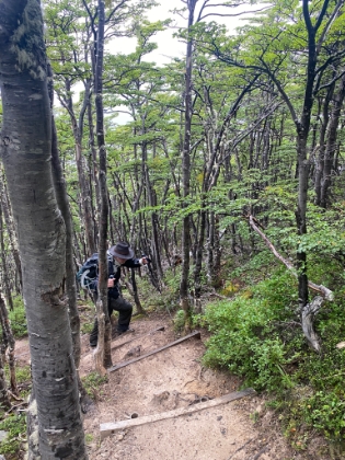 Dad climbing through the Lenga forest.