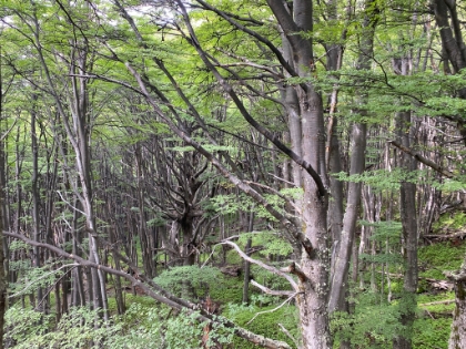 A look at the beautiful, dense Lenga forest.