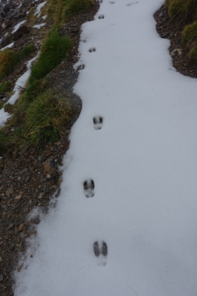 The snow is probably a couple days old and the only tracks around are hooves. There clearly haven't been any humans up here in in a while. Awesome.
