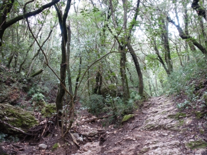 The upper section of the trail is beautiful, tree covered single track.