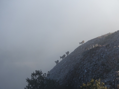 I just happened to see four Chamois walking down the side of the Serrat. Amazing they can get down that incline!