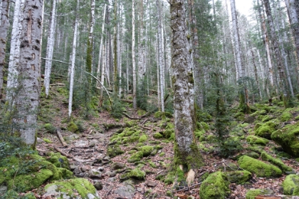 On the Faja de Rac&oacute;n trail climbing steeply through a beautiful Birch forest.