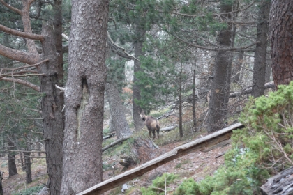My first encounter with a Chamois. It’s a goat or antelope sort of species common in the Pyrenees. They were evidently once hunted to near extinction (for their chamois hides that you dry your car with). But now they’re protected and making a resurgence.