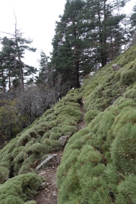 I’m not sure what kind of plant this is, but it’s prevalent in the area, and pretty cool looking. It looks almost like grass, but it’s actually a dense bush.