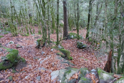 The descent was beautiful single track through mossy forest with a deep bed of bright red and orange leaves. It reminded me a bit of Olympic National Park. And it was the best ‘E’ ticket trail ride I’ve had in a while, very steep and technical downhill in places.