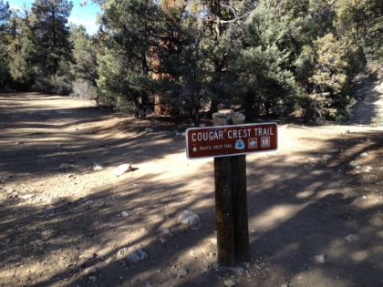 Heading out on the Cougar Crest trail on the North shore of Big Bear Lake. In early January, this trail should be under snow. But a record dry year makes for some winter trail running.