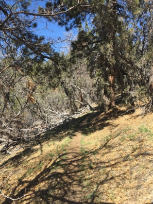 Back up to the PCT on the ridge. The awesome singletrack is a relief from the fireroad.