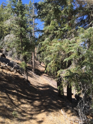 More excellent singletrack.