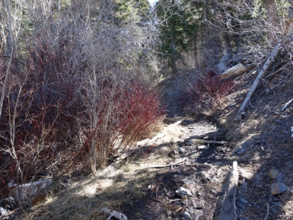 Once reaching the real trailhead, there's some great singletrack.