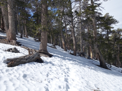 Above 9,000', the snow was pretty solid. Running was tough, but I still tried to keep moving as fast as I could.