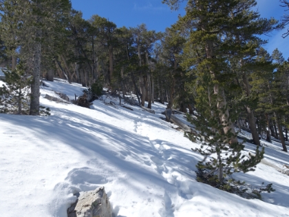 Approaching 10,000', the snow gets a litlte deeper, and the trees start thinning out.