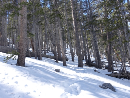 Nothing like trekking through the forest in the snow.