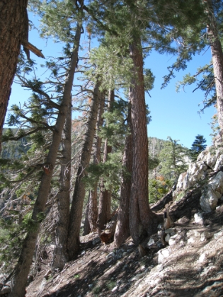 Cucamonga and Ontario Peaks