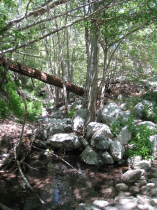 Back down through Icehouse Canyon. I have taken this same picture a couple times in the snow.
