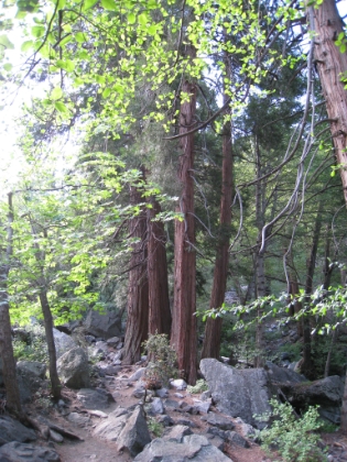 My first time up Icehouse Canyon and the Three T's without snow on the ground. It was fascinating to see where the trail really went compared to my free-form trek through the snow. Here I'm headed on the way up Icehouse Canyon. Always an amazing trail.