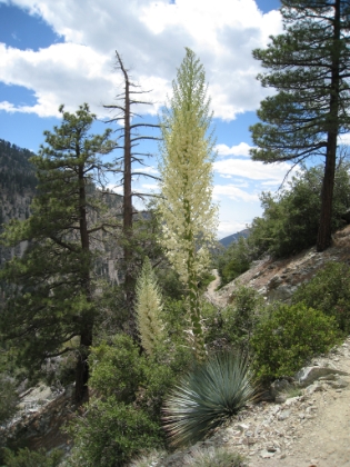 Still some great wildflowers in bloom.