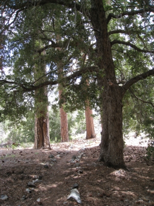 An awesome section of trail through Cedar Glen. I guess those must be Cedar trees?