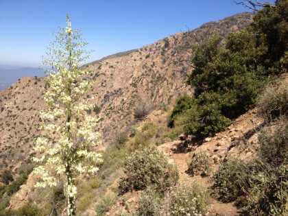 Narrow singletrack heading down the canyon wall alongside the blooming Yucca.