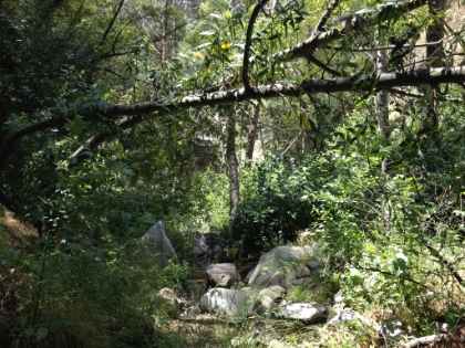 A little bit of water in the creek and quite a bit of green.