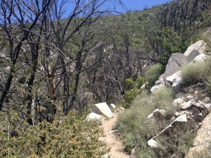 Finally some bigger vegatation. Unfortunately this area was ravaged by the Station Fire a few years ago.