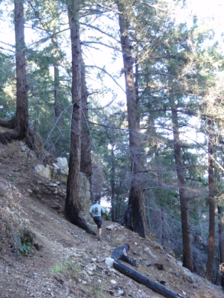 Dr. Rock running some of the amazing single track above Newcomb Pass.