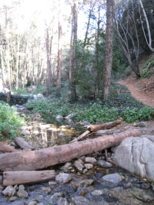 The trail crosses back and forth across the stream at several points.
