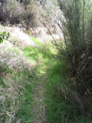 This trail is definitely not as heavily used. It's almost grown over in places with brush closing in on both sides. This section of trail strikes me as prime rattlesnake territory. Thankfully it's almost winter.