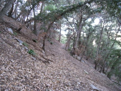 Some fantastic single track. The leaves on the ground are a few inches thick, which makes for a nice spongy landing, but actually makes running fairly tough. I almost slipped and ate it a number of times.