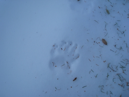 What the heck kind of footprints are those? They're on the trail for only a few hundred yards and then dissapear off into the trees. Judging by the "Bear Territory" warnings at the trailhead, I can only assume this was a bear. Very cool, but also just a bit unnerving at the same time.