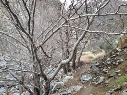 More great single track.