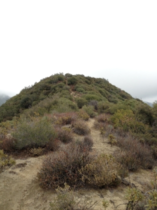 This is definitely one of the crazier trails I've been on. They seem to have designed the trail to intentionally go up and down these 100-200' high mounds along the ridge. This is the kind of evil elevation gain that doesn't show up easily on a topo map. At this point, I've come exactly 2 miles and 2000' of gain up the trail, and I managed to keep at least a slow jog going most of the way up both 1000' miles.