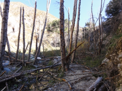 As soon as the fireroad ends, so does any semblance of a passable trail. It's a beautiful canyon though.