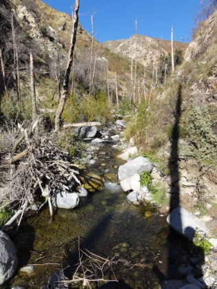 I knew the trail followed the creek, so I just made my way up the creek bed hopping back and forth across it and finding a few feet of old trail here and there.