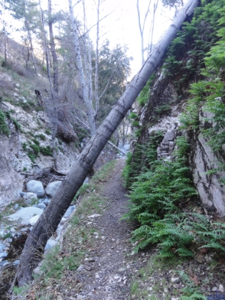 When the trail does appear, it's awesome single track. If only it was like this the entire way.