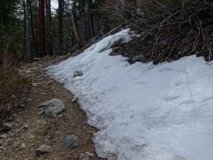 The first signs of snow at just over 7,000'. There was a short snowstorm a few nights earlier that probably added a little to what was  left of the snowpack.