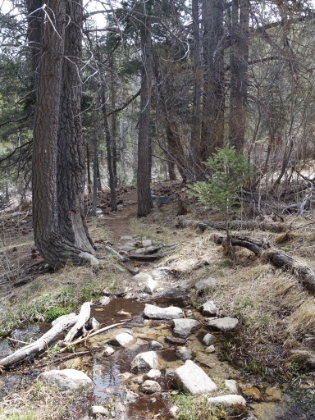 Great singletrack winding through the forest with occasional small creeks. There would probably be a lot more water in a wetter year.