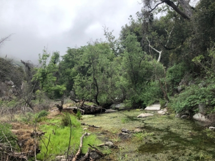 East Fork of the San Jacinto. It's not flowing much here, but it's quite a bit of water.