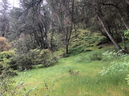 Just past the river is the South Fork backpacking camp, about 1.5 miles in from the trailhead. This evidently is the typical destination, because the trail just completely dissapears after the camp.