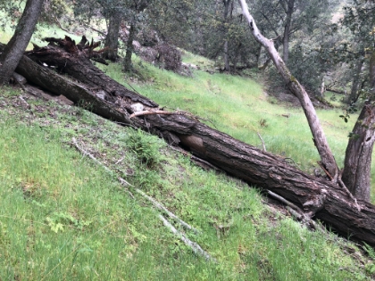 The "trail" leaving the valley and heading-up to the ridge. It took a lot of squinting to stay on track. There was a lot of tree fall, some of it pretty big. I lost the trail more than once.