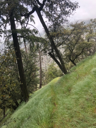 There was almost zero trail tread width, so it was actually tricky walking in places. There was almost 2 solid miles of this. The perfect trail!