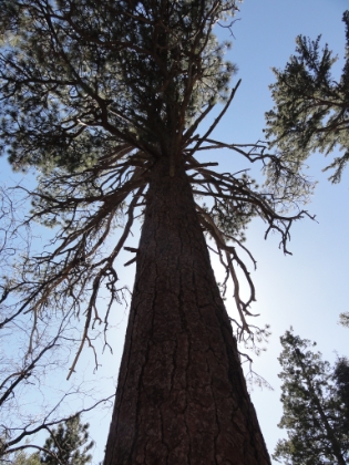 And a few really big Sequoias along the way.