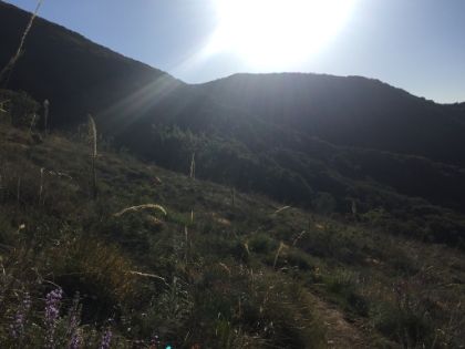 The yucca are just starting to bloom.