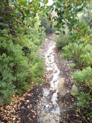 As we descended, the snow turned back into rain, which made it warmer but definitely wetter. The trail was a river running the whole way down Upper Holy Jim and part of Lower Holy Jim.