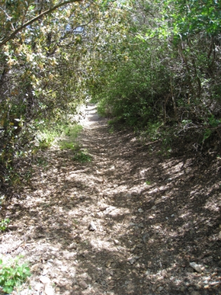 The trail between Santiago and Modjeska is gorgeous. Almost completely unused, and mostly overgrown. The trees and shrubs are growing low enough that you have to constantly duck to get under them.