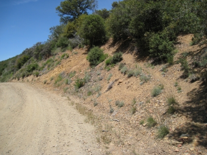 The single-track trail picks back up again on the hill here. I almost missed it.